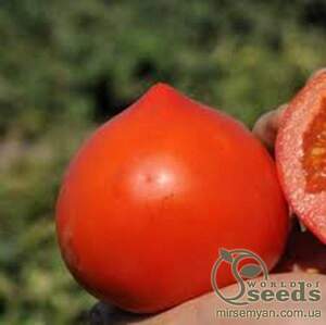 Помидоры Каста F1 10 семян. А