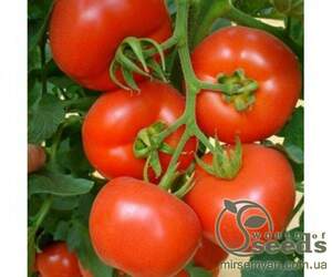 Томат Магнус/Magnus F1 500 семян. (De Ruiter Seeds)