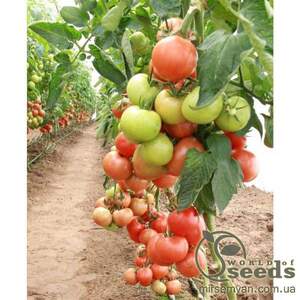 Томат Магнус/Magnus F1 500 семян. (De Ruiter Seeds)