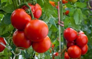 Томат Магнус/Magnus F1 500 семян. (De Ruiter Seeds)