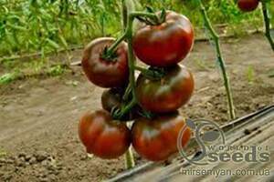 Помидоры Бронзон 5 семян. А Помидоры Бронзон 5 семян. А