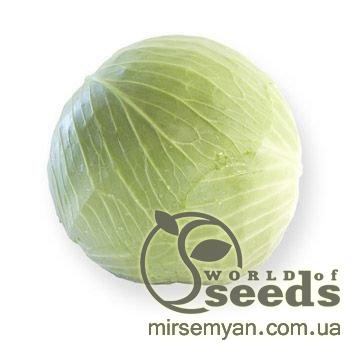 Капуста Джинтама F1 100 семян. (Rijk Zvaan) Капуста Джинтама F1 100 семян. (Rijk Zvaan)