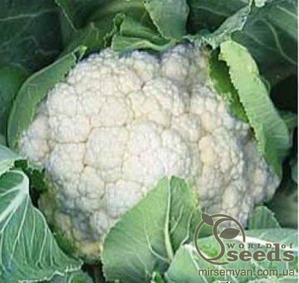 Капуста цветная Кабрал F1 100 семян. А Капуста цветная Кабрал F1 100 семян. А
