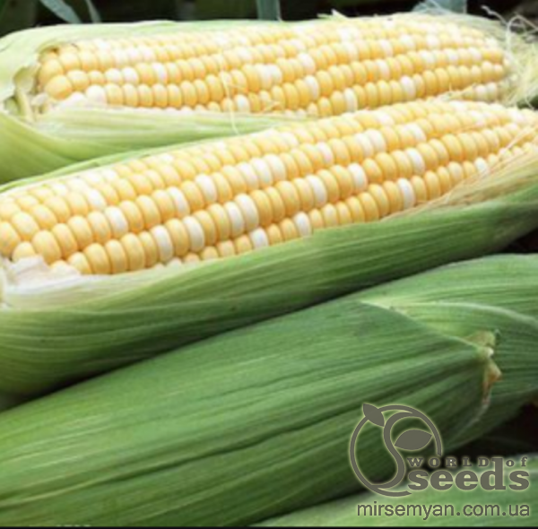 Кукуруза Ракель F1 50г А Кукуруза Ракель F1 50г А