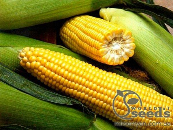 Кукуруза Спирит F1 1кг А (Syngenta) Кукуруза Спирит F1 1кг А (Syngenta)