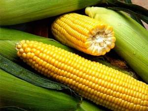 Кукуруза Спирит F1 1кг А (Syngenta) Кукуруза Спирит F1 1кг А (Syngenta)