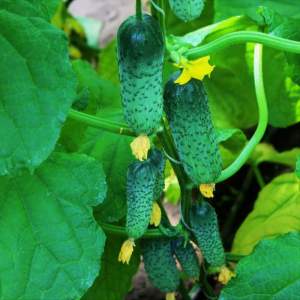 Огурец Кантара F1 50 семян. А Огурец Кантара F1 50 семян. А