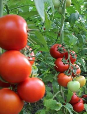 Помидоры Мамстон F1 50 семян. А