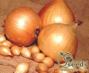 Лук севок озимый Шекспир/ Shakespeare 10кг Netherlands