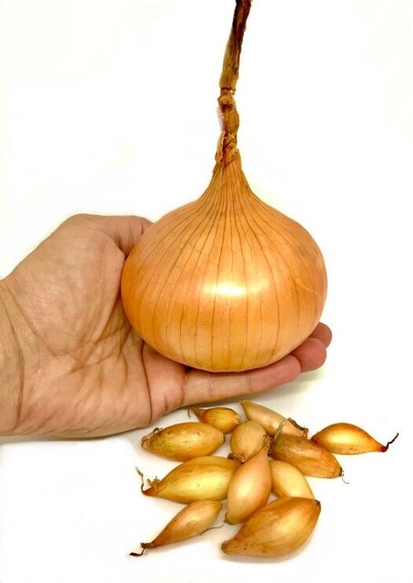 Лук севок озимый Августа, (Augusta)? 10 кг Лук севок озимый Августа, (Augusta)? 10 кг