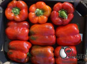 Перец Вангард F1 1000 семян. (Clause)