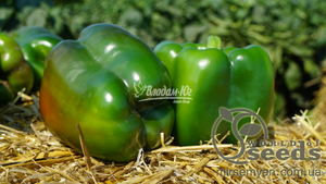 Перец Вангард F1 1000 семян. (Clause) Перец Вангард F1 1000 семян. (Clause)