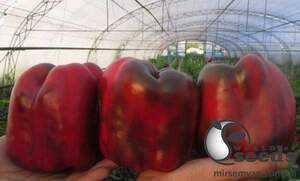 Перец Вангард F1 1000 семян. (Clause) Перец Вангард F1 1000 семян. (Clause)