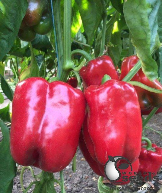 Перец Вангард F1 1000 семян. (Clause) Перец Вангард F1 1000 семян. (Clause)