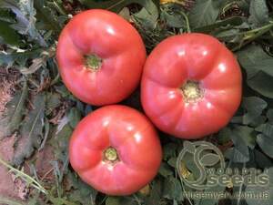 Томат Панамера F1 250 семян. (Clause)