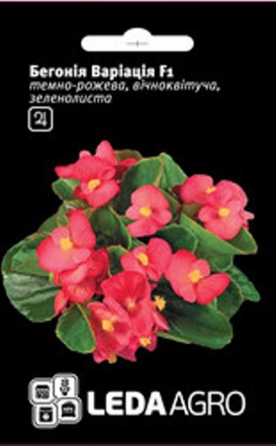 Бегония Вариация F1 темно-розовая зеленолист.10 семян. L Бегония Вариация F1 темно-розовая зеленолист.10 семян. L