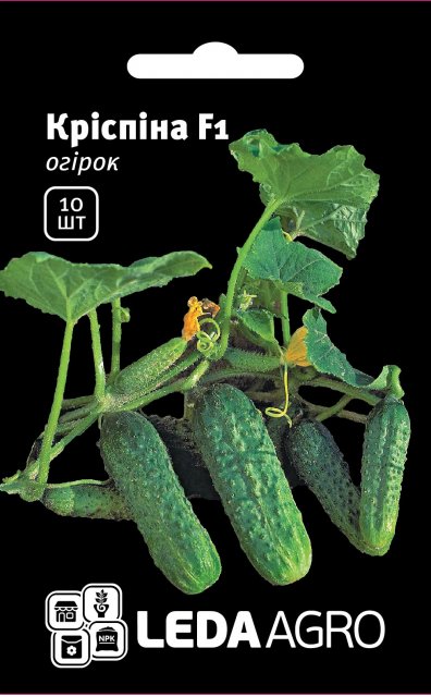 Огурец Криспина F1 10 семян. L Огурец Криспина F1 10 семян. L