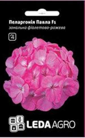 Пеларгония Фиолетово-розовая 