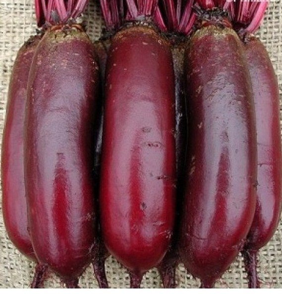 Свекла Карилон (3,5-4,25мм) 25 000 семян. (Rijk Zwaan) Свекла Карилон (3,5-4,25мм) 25 000 семян. (Rijk Zwaan)