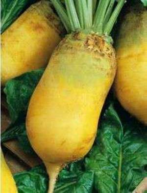 Семена буряка кормовой Сонет, 20 кг