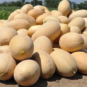 Дыня Ребекка F1 1000 семян.  (Hazera)