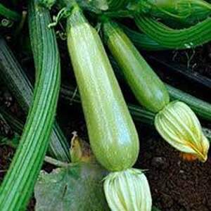 Кабачок Супер Дония F1 500 семян. Клоз Кабачок Супер Дония F1 500 семян. Клоз