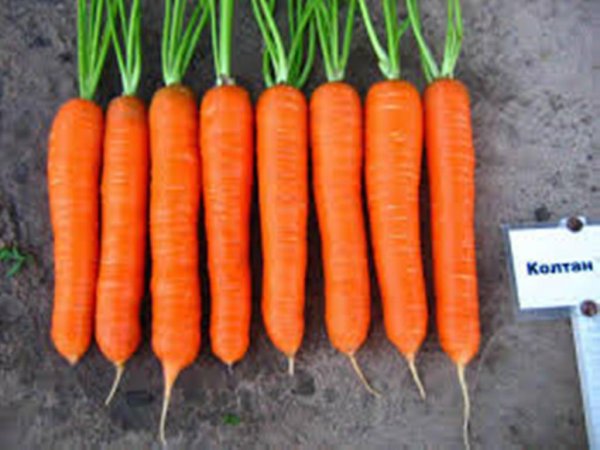 Морковь Колтан F1 (1.4-1,6мм.) 25 000 семян. (Nunhems) Морковь Колтан F1 (1.4-1,6мм.) 25 000 семян. (Nunhems)