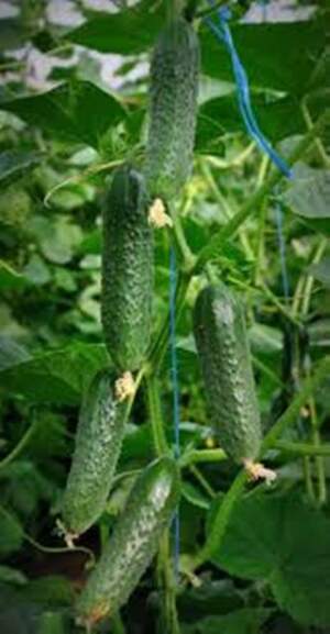 Огурец Мозаик F1 500 семян. (Yuksel Seeds)