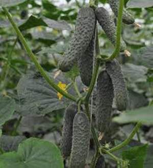Огурец Страж F1 500 семян. (Yuksel Seeds)