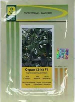 Огурец Страж F1 500 семян. (Yuksel Seeds)