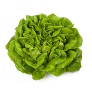 Салат Аквино 1000 семян. (Rijk Zwaan)