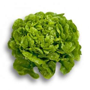 Салат Китония 1000 сем/драж. (Rijk Zwaan)