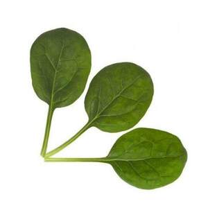 Шпинат Тукан/Toucan F1 25 000 семян. (Rijk Zwaan)