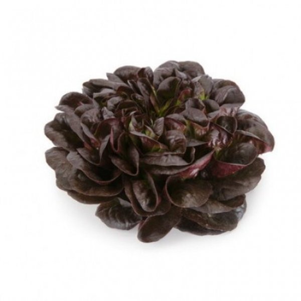 Салат Кли 5000 семян. (Rijk Zwaan) Салат Кли 5000 семян. (Rijk Zwaan)