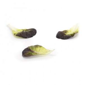 Салат Гоген 1000 сем/драж. (Rijk Zwaan)