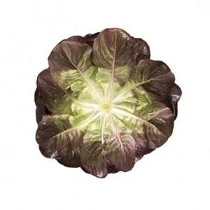 Салат Гоген 1000 сем/драж. (Rijk Zwaan)