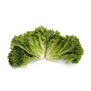 Салат Ландау 1000 сем/драж. (Rijk Zwaan) Салат Ландау 1000 сем/драж. (Rijk Zwaan)