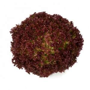 Салат Кавернет 1000 сем/драж. (Rijk Zwaan) Салат Кавернет 1000 сем/драж. (Rijk Zwaan)