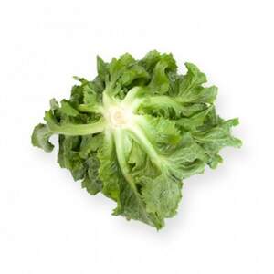 Салат Кейтел 1000 семян. (Rijk Zwaan)