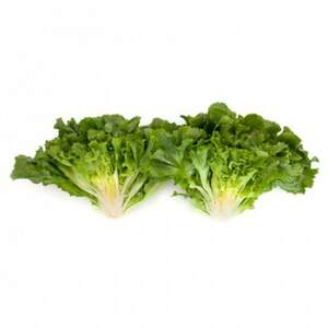 Салат Кейтел 1000 семян. (Rijk Zwaan)