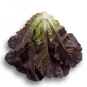 Салат Туринус 5000 семян. (Rijk Zwaan) Салат Туринус 5000 семян. (Rijk Zwaan)