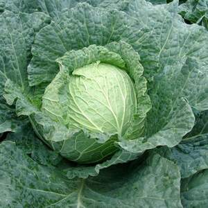 Капуста савойская Эстрема F1 1000 семян. (Rijk Zwaan)