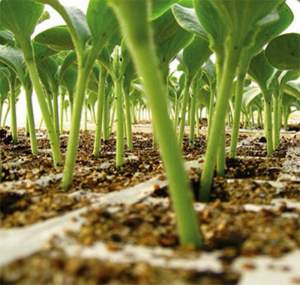 Подвой Пелопс F1 1000 семян. (Rijk Zwaan) Подвой Пелопс F1 1000 семян. (Rijk Zwaan)