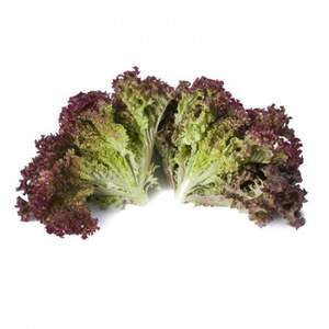 Салат Сатин 1000 семян. (Rijk Zwaan) Салат Сатин 1000 семян. (Rijk Zwaan)