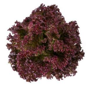 Салат Сатин 1000 семян. (Rijk Zwaan) Салат Сатин 1000 семян. (Rijk Zwaan)