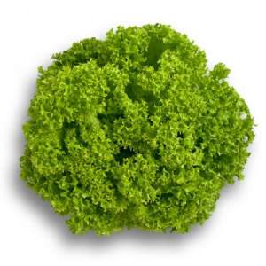 Салат Лозано 5000 сем/драж. (Rijk Zwaan) Салат Лозано 5000 сем/драж. (Rijk Zwaan)