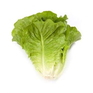 Салат Октавиус 5000 сем/драж. (Rijk Zwaan)