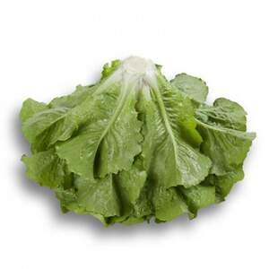 Салат Октавиус 1000 семян. (Rijk Zwaan)