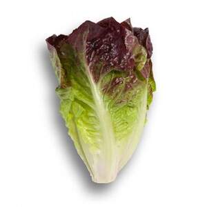 Салат Галатея 1000 сем/драж. (Rijk Zwaan)