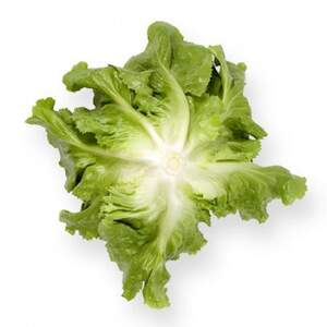 Салат Сейшел 1000 семян. (Rijk Zwaan) Салат Сейшел 1000 семян. (Rijk Zwaan)